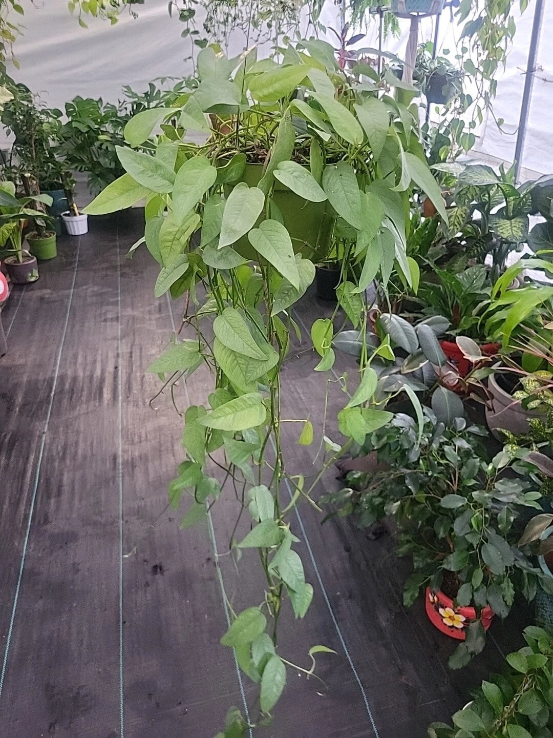 CEBU BLUE Pothos Plant - Easy Care Epipremnum Pinnatum - Well Rooted Live Plant - Indoor Houseplant