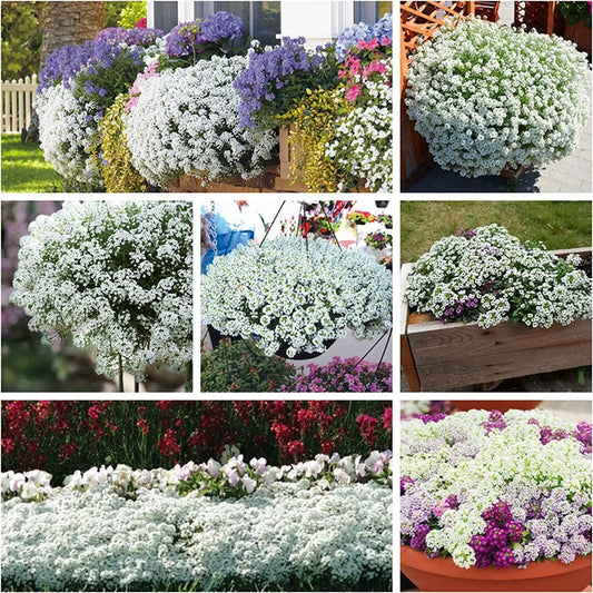500 White Alyssum Clover Seeds | Ground Cover | Snow White Thyme | Low Maintenance, Drought Tolerant Plant