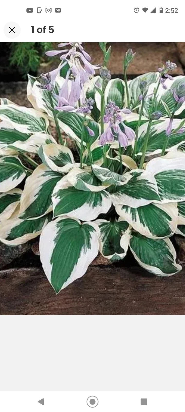 Patriot Variegated Hosta Root Plant 12"-20" Tall Shade-Loving Hosta 'Francee' Cultivar Hosta Plantain Lily Hosta 'Patriot'