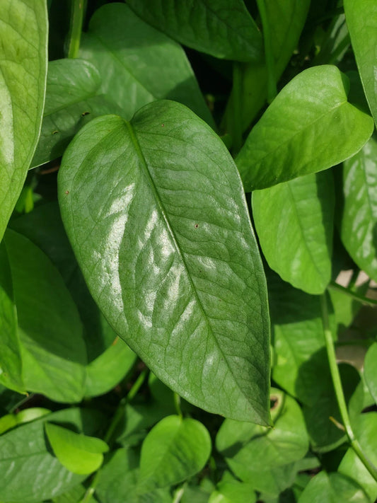 Cebu Blue Pothos Cutting - 4 Node Unrooted House Plant - Epipremnum pinnatum - Rare Variety - Free Shipping USA