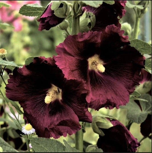 Black Knight Hollyhock Seeds - 25 Perennial Flower Seeds - Alcea rosea - US Seller