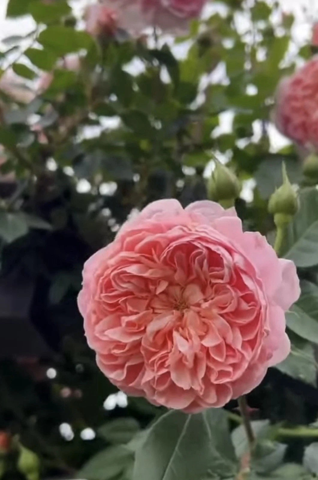 Colette Climbing Rose Cuttings - 3 Fresh Unrooted 6” Long - Rosa 'Colette'