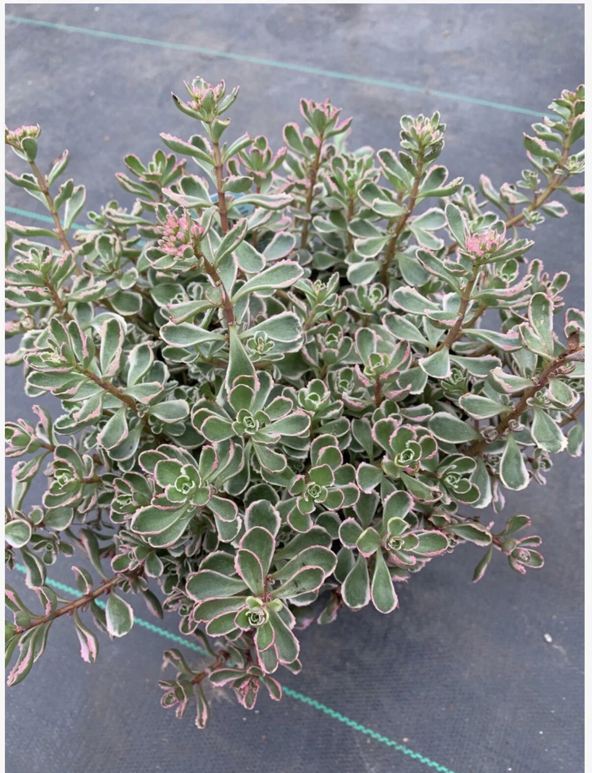 Tricolor Raspberry Ground Cover Tricolor Sedum Spurium Variegated Stonecrop 2”-4” Cuttings - Live ...