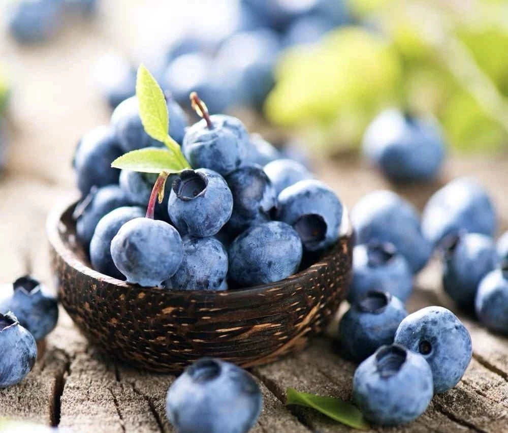 Blueberry Seeds 100+ Pack | Highbush Fruit Seeds | Vaccinium corymbosum | USA Seller, Free Shipping