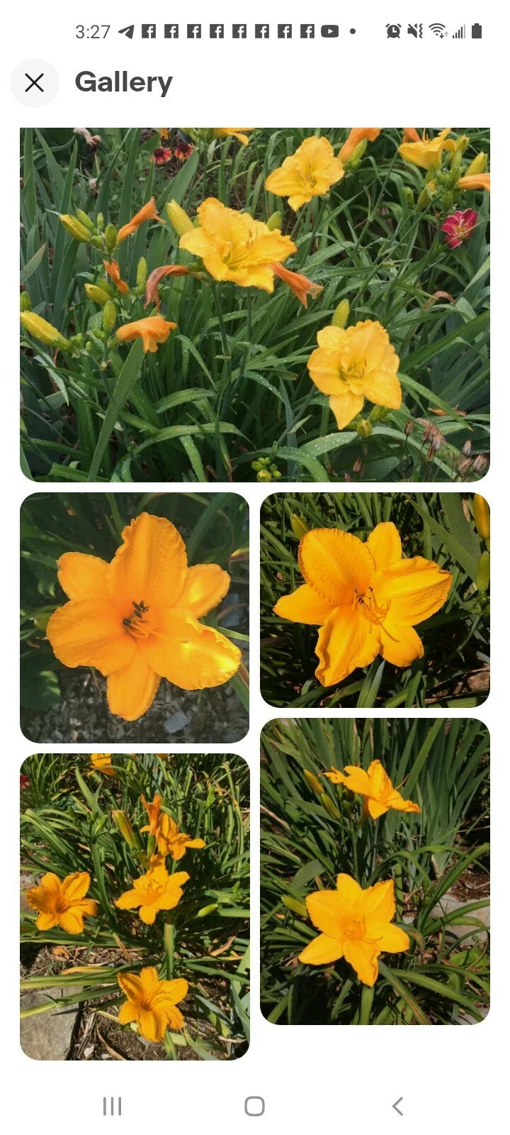 Stella De Oro Daylily Bare Root Plants 5-Pack, Yellow Perennial Hemerocallis, Reblooming, Outdoor Garden, Drought Tolerant