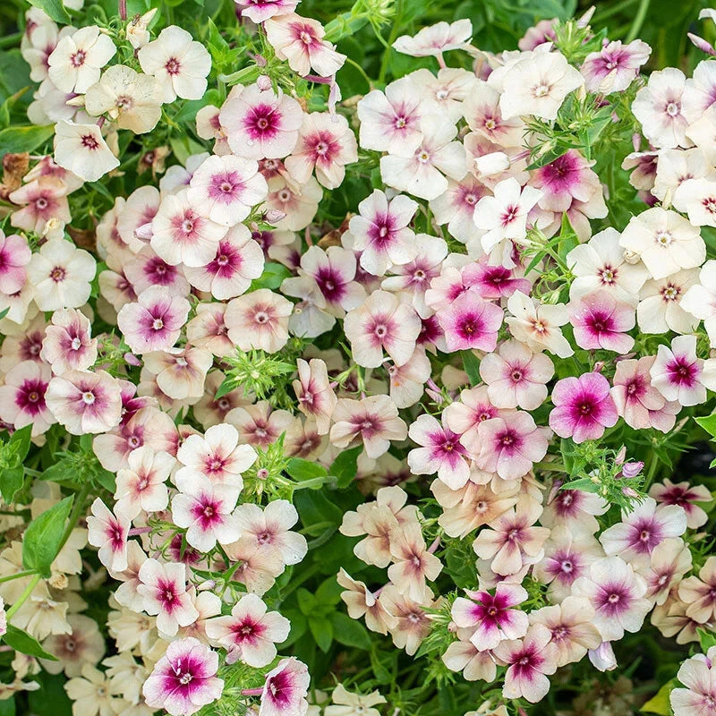 Cherry Caramel Phlox Seeds - 100+ Pack for Garden Planting - Phlox paniculata