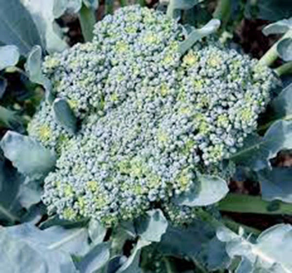 Broccoli Seeds - 25+ Heirloom Green Sprouting Calabrese - Non-GMO Broccoli Varieties for Home Gardening
