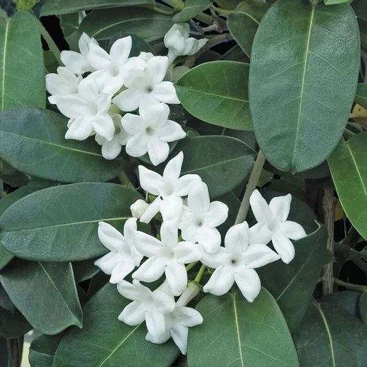 Madagascar Jasmine Starter Plant - Small Rooted Green Leaf Stephanotis - Fragrant Flowering Houseplant
