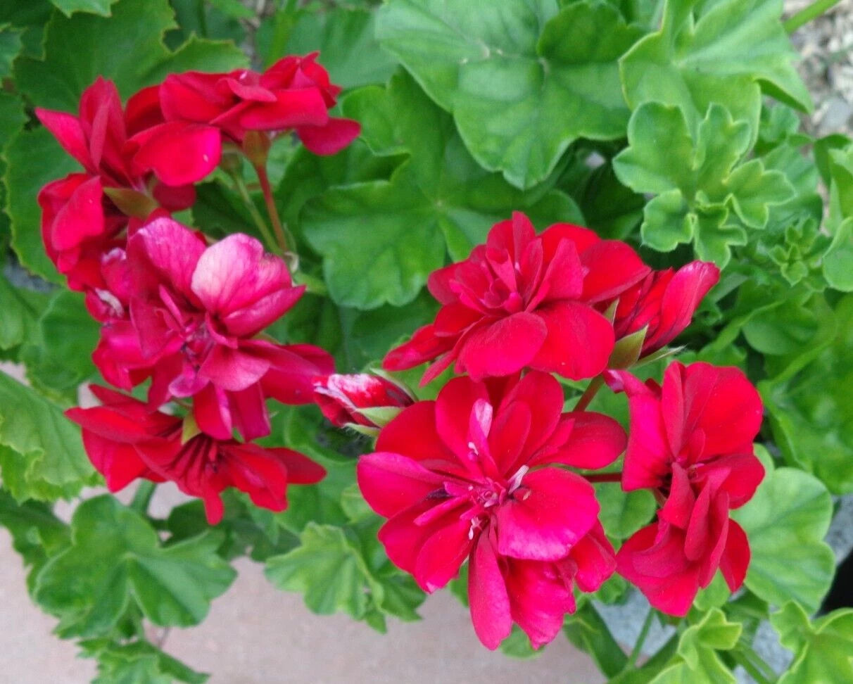 Rose Red Citronella Peltatum Ivy Geranium Live Plant - 3 X 6" Fresh Cuttings - Aromatic Foliage, Pest-Repelling