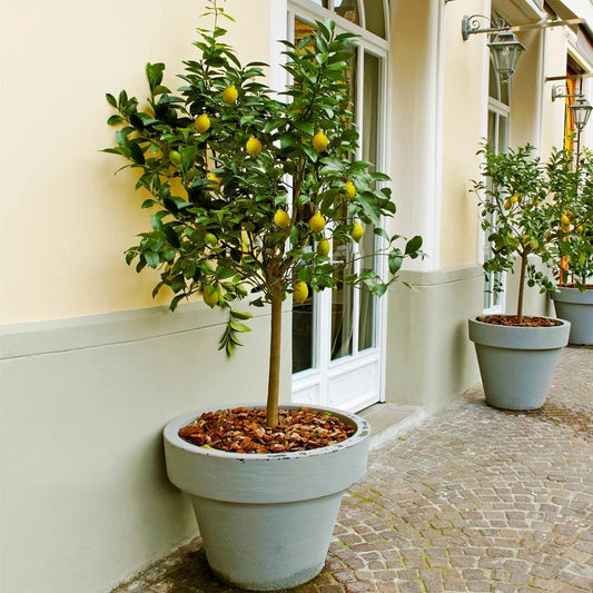 Meyer Lemon Tree - 8-14" Live Citrus Plant in 10" Pot - Citrus × meyeri