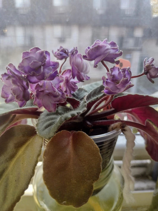 African Violet Cuttings - Optimara Trinidad II - 2 Fresh Unrooted Leaves - Perfect for Propagation