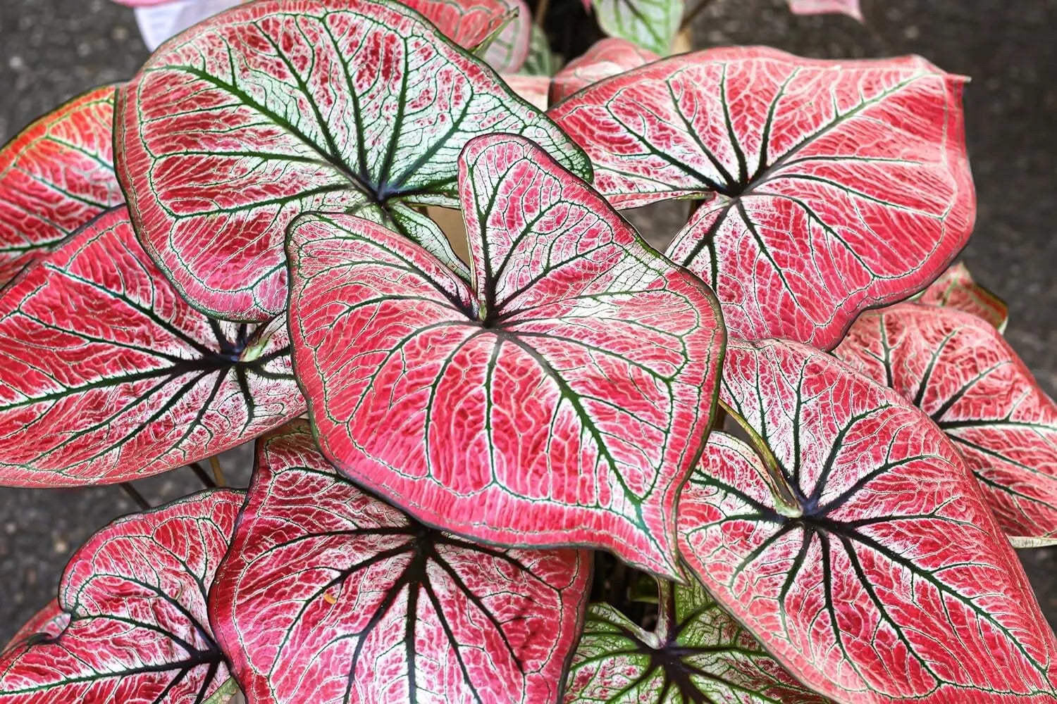 Caladium Bulbs 6 Pack - Scarlet O'Hare - Perennial Elephant Ears - Caladium bicolor