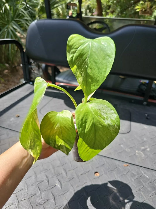 Marble Queen Pothos Plant 3" Pot Live Devil's Ivy Vine Well Rooted Starter Plant Epipremnum aureum