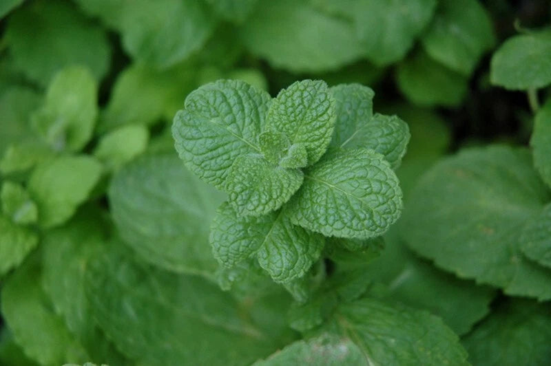Apple Mint Plant, Fresh Dug, Organic Wooly Mint, Mentha suaveolens, Aromatic Herb, Garden Starter