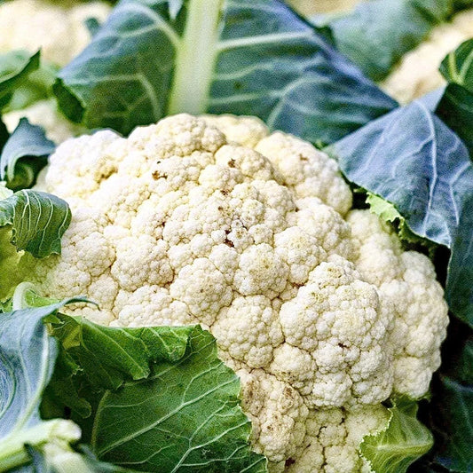 Cauliflower Seeds - 200+ Non-GMO Snowball Self Blanching Seeds - Organic Cauliflower (Brassica oleracea)