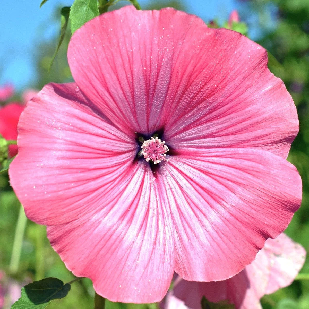 Blush Pink Regis Rose Mallow Seeds - Malva Trimestris - Perfect for 2025 Planting - Flower Seeds for Garden