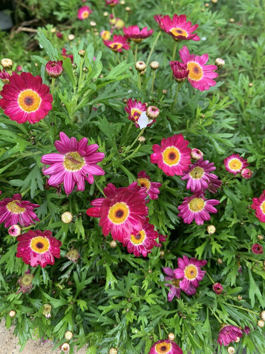 Argyranthemum frutescens 'Grandaisy Red' - 3 to 4 Perennial Plants in 3" Pot - Red Daisy Flowers