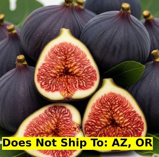 Celeste Fig Tree 3Gal Pot Edible Fruit Tree Perfect for Patio | Ficus carica 'Celeste'