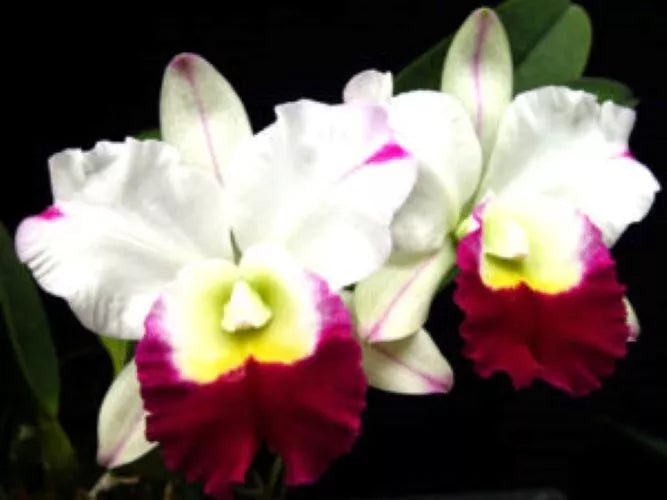 Cattleya Orchid Plant 2.5" Pot Rlc. Memoria Anna Balmores 'Carmela'