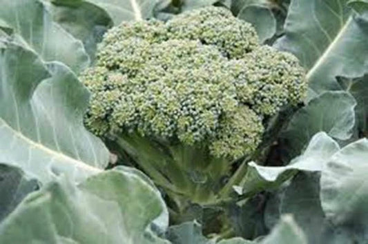 Broccoli Seeds - 100+ Heirloom Waltham 29 Variety - Delicious & Healthy (Brassica oleracea)