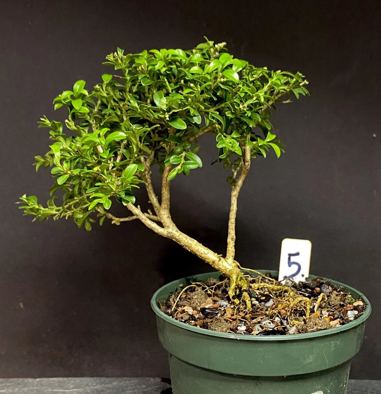 Bonsai Tree Pre Bonsai Kingsville Boxwood 8-10 Years - Buxus microphylla var. japonica