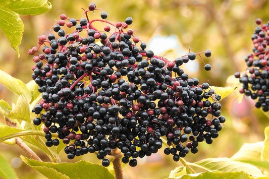American Elderberry Seeds, 50 Count, Sambucus canadensis, Organic Elderberry Seeds for Gardening and Landscaping