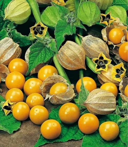 Pineapple Tomatillo Seeds (50 Seeds) - Heirloom Annual, Easy to Grow, Edible Garden Plant, Physalis ixocarpa