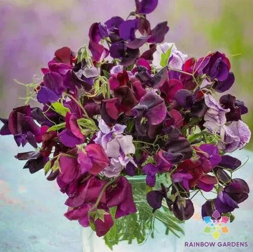 Burgundy Mix Sweet Pea Seeds - 50+ Count for Garden Planting - Lathyrus odoratus - USA