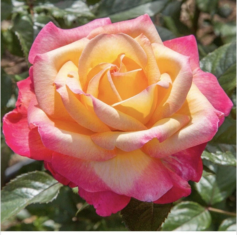 Bicolor Peachy Yellow and Pink Fragrant Rose Cuttings, 6 Inch, Rosa spp., 5 Pieces