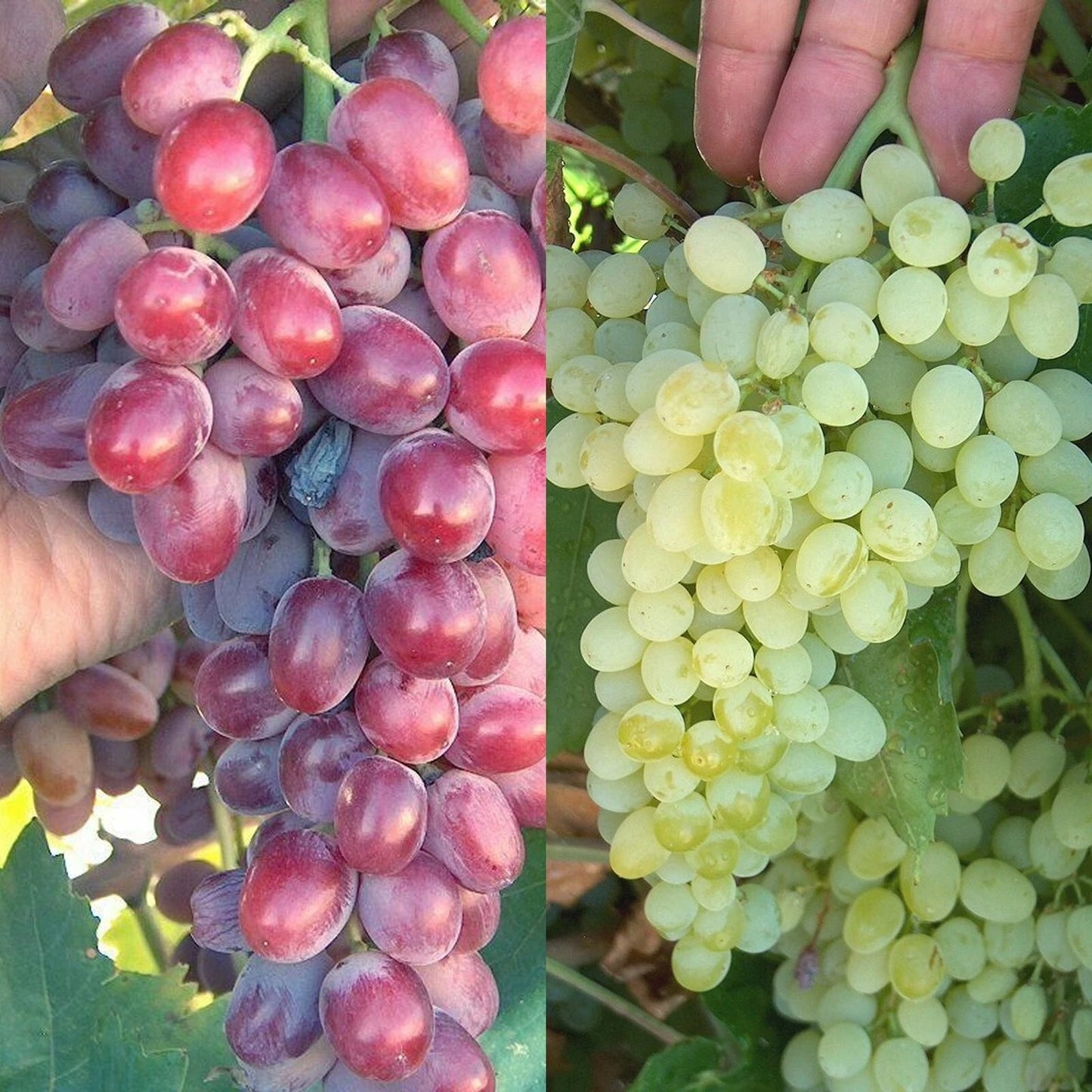 Crimson Thompson Vine Bare Root Plant - Seedless Table Grape (Vitis vinifera) for Home Garden