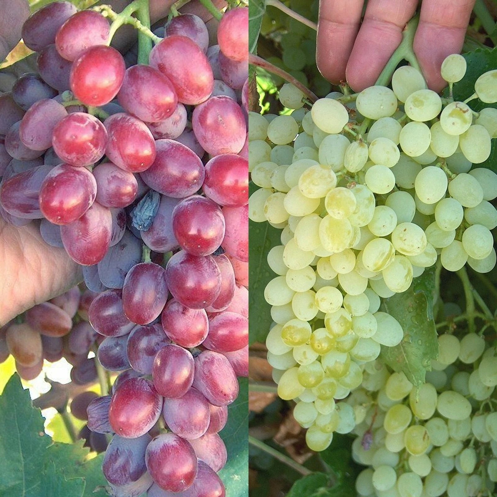 Crimson Thompson Vine Bare Root Plant - Seedless Table Grape (Vitis vinifera) for Home Garden
