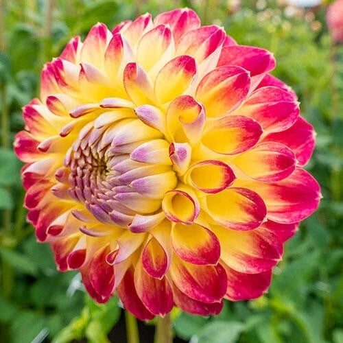 Jowey Arendal Dahlia Seeds - 25 Perennial Flower Seeds for Garden - Colorful Blooms - Dahlia variabilis