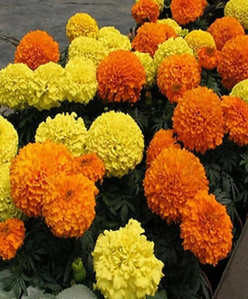 4" African Marigold Seeds - Jumbo Mixed Orange & Yellow (Tagetes erecta) - 50+ Seeds for Vibrant Garden Blooms