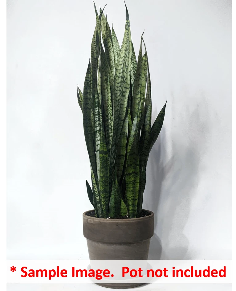 16 Uprooted Snake Plant Cuttings 6-12" Sansevieria Zeylanica - Indoor Houseplant, Air-Purifying Greenery