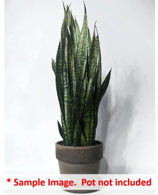 16 Uprooted Snake Plant Cuttings 6-12" Sansevieria Zeylanica - Indoor Houseplant, Air-Purifying Greenery