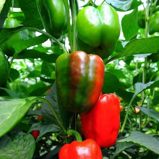 California Wonder Pepper Seeds - 100 Non-GMO Heirloom Seeds - Capsicum annuum - USA Seller