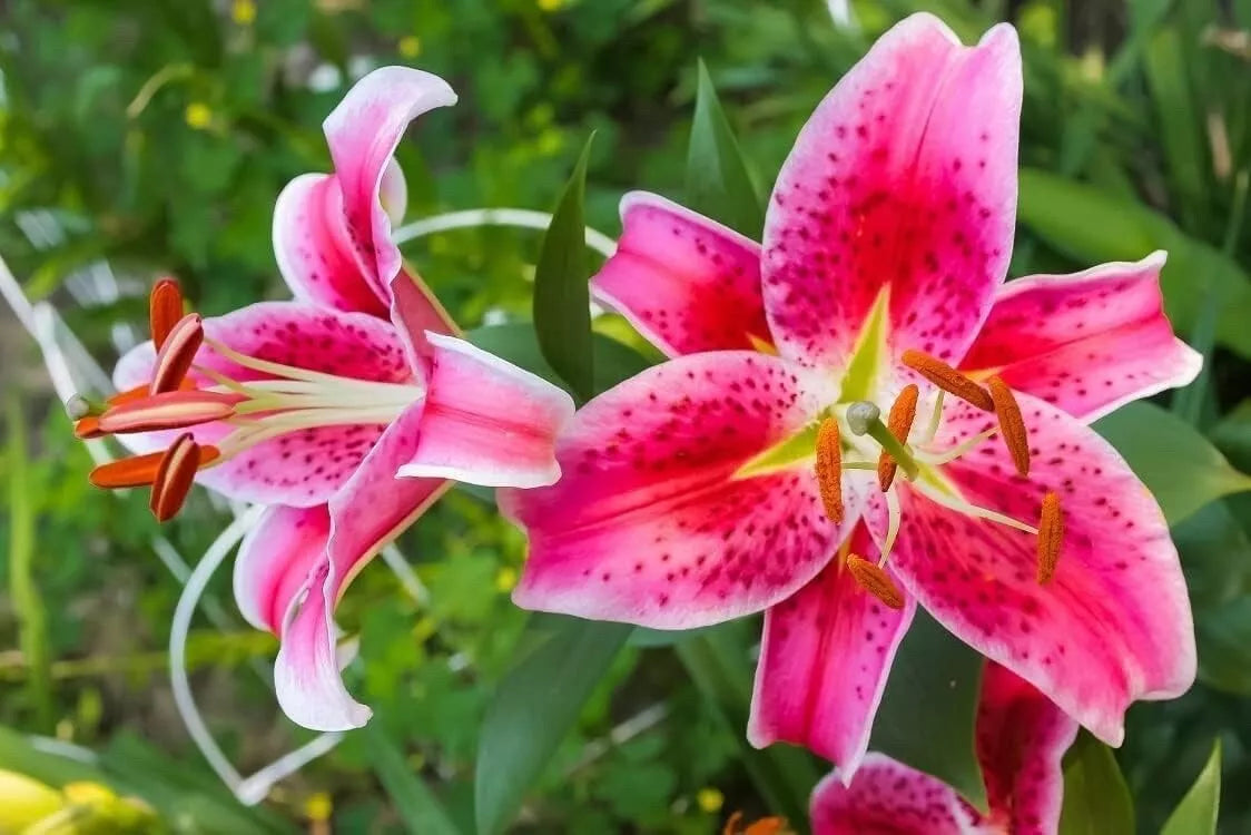 Stargazer Lily Bulbs - 10 Pack - Pink and White Variegated - Lilium 'Stargazer'