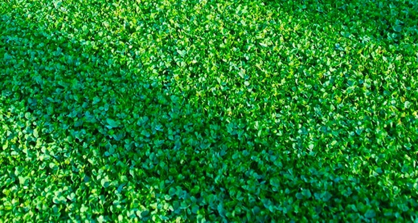 Microclover Seeds 500 Count - Ground Cover Seeds for Lawn, Eco-Friendly, Trifolium repens
