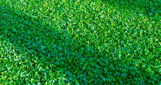 Microclover Seeds 500 Count - Ground Cover Seeds for Lawn, Eco-Friendly, Trifolium repens