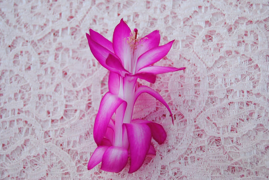 Christmas Cactus Starter Plant, Small, Proud Tina, Schlumbergera Truncata, Healthy Well-Rooted Plant for Home Decor
