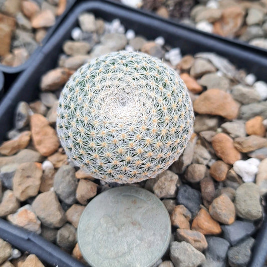 Mammillaria Microthele Bare Root Cactus, Unique Succulent Plant, Rare Desert Flora