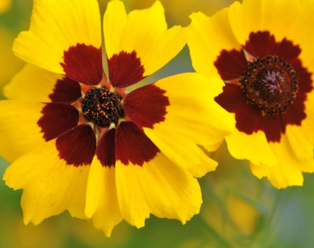 Calliopsis Seeds - 100+ Organic Lanceleaf Tickseed (Coreopsis plains) - USA Grown - Non-GMO 03/25