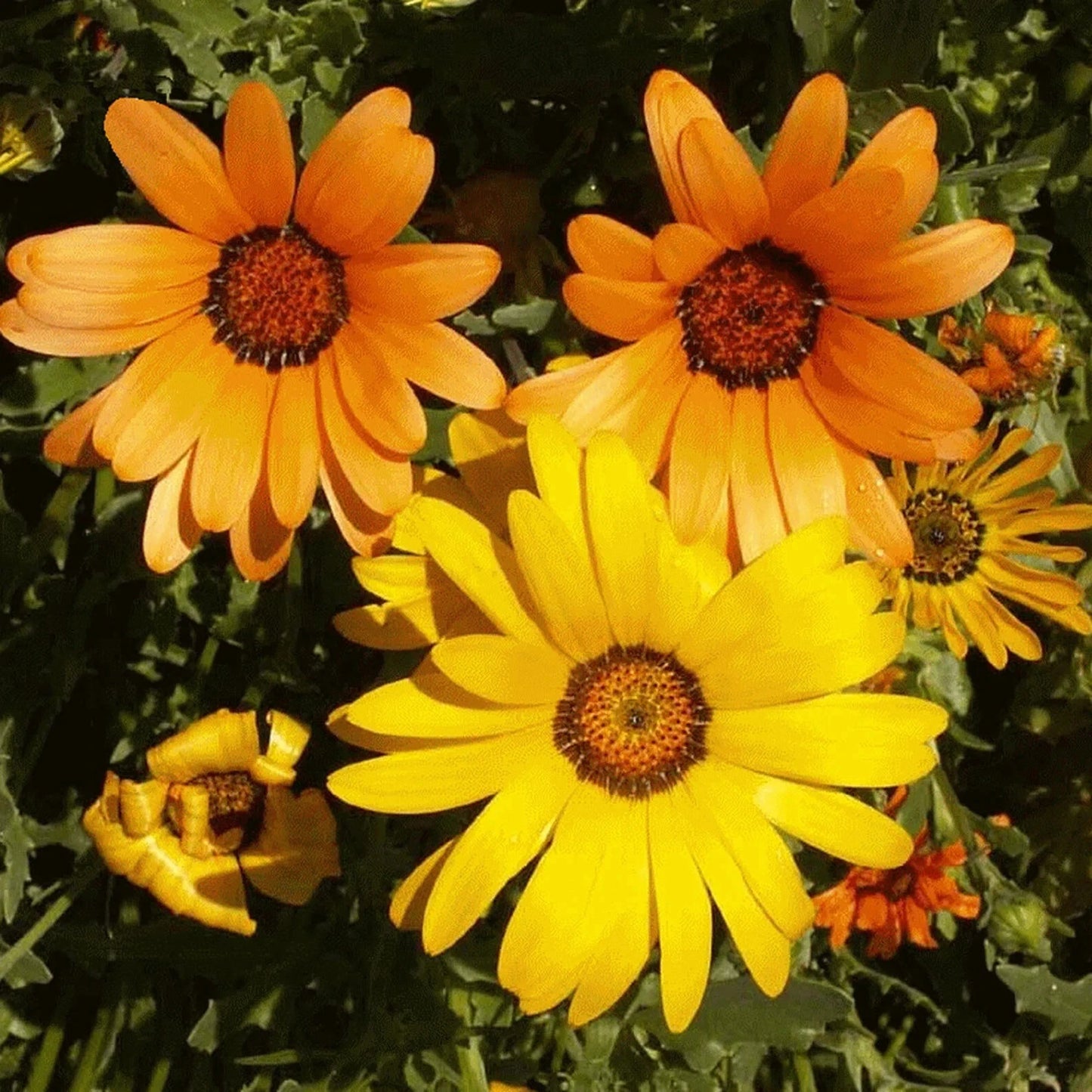 African Mix Daisy Flower Seeds 50pcs - Cape Marigold, Yellow & Orange - Dimorphotheca Sinuata