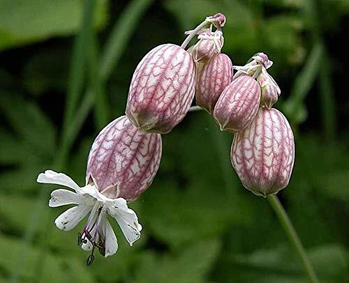 Bladder Campion Seeds - 50 Count - Silene vulgaris - Perennial Wildflower for Gardens and Pollinator Habitats
