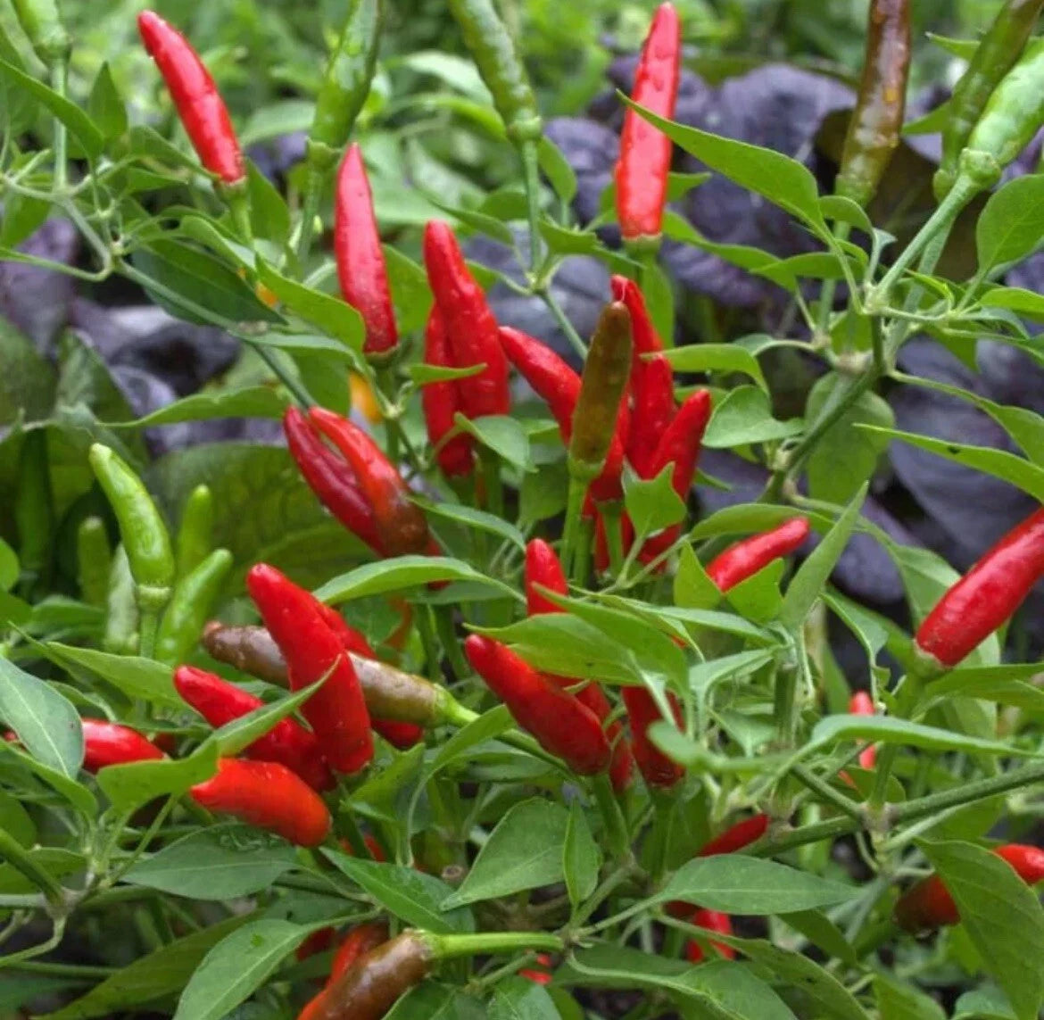 Bird’s Eye Chili Pepper Seeds - 50+ Non-GMO Siling Labuyo - Hot Pepper Seeds for Gardening