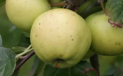 Bulmer's Norman Apple Seeds - 25+ Pack for Garden Planting - Malus domestica - USA Grown