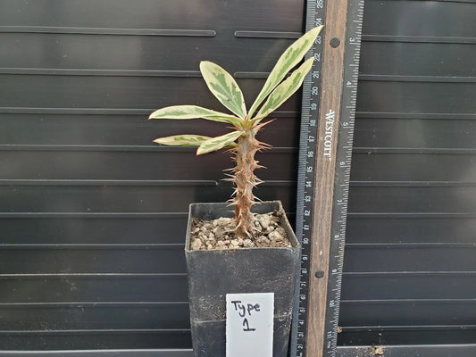 Euphorbia milii Variegated Crown of Thorns Plant - Type 1, Colorful Succulent with Unique Leaf Patterns