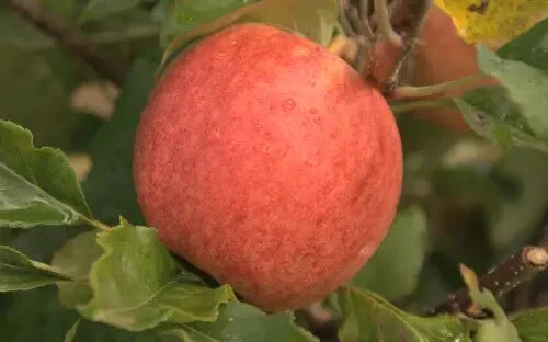 Red Falstaff Apple Seeds - 25+ Seeds for Garden Planting - Malus domestica - USA