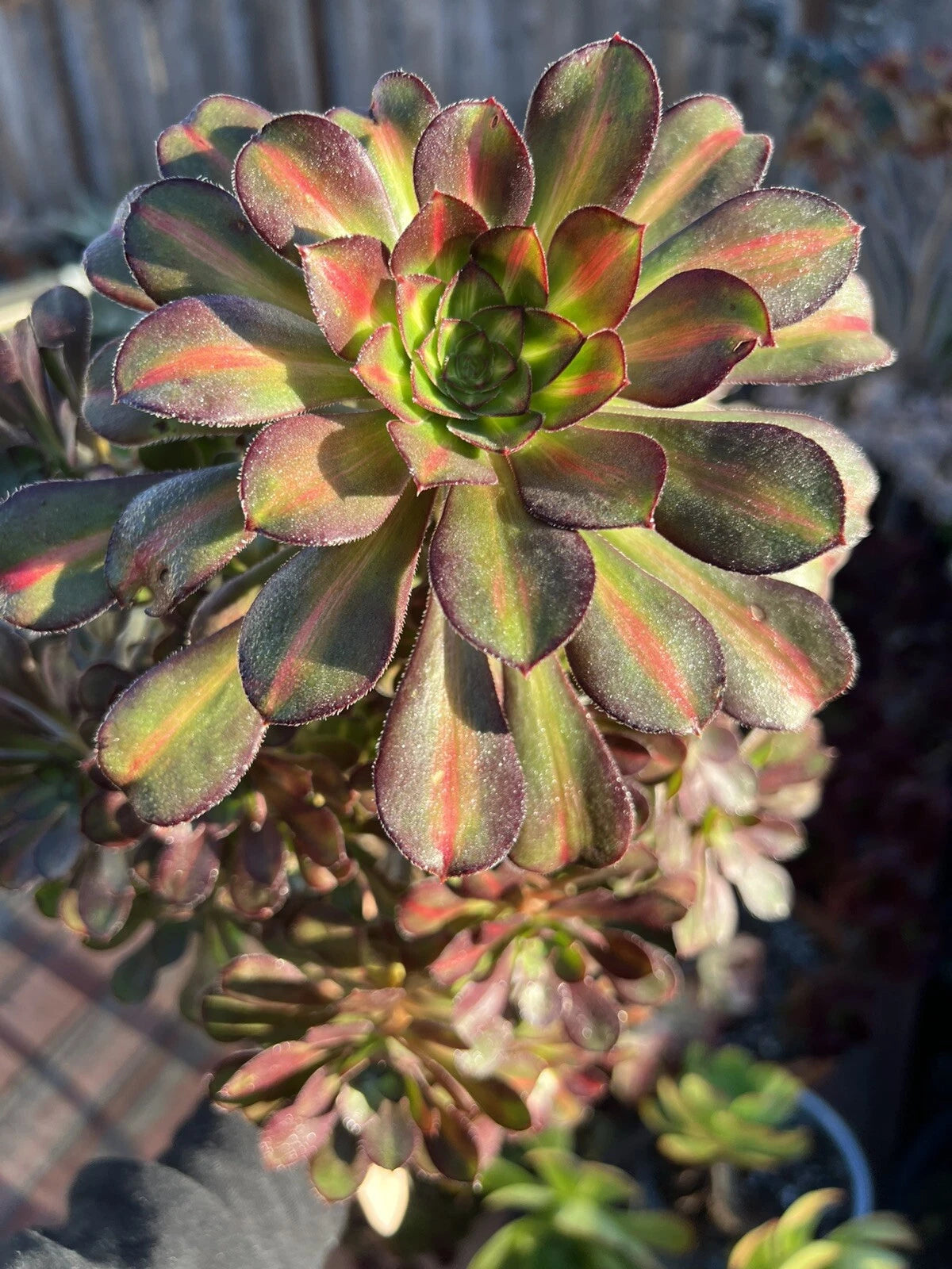Aeonium Sunset Glow Cutting - Succulent Plant Cutting - Colorful Variegated Foliage - Aeonium 'Sunset Glow'