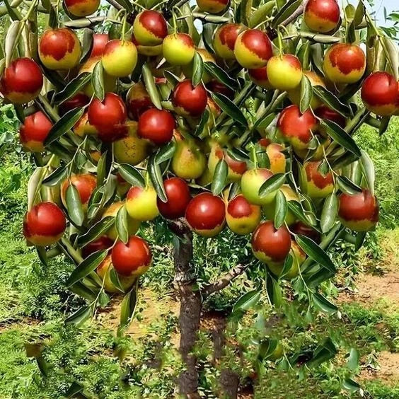 10 Jujube Fruit Tree Seeds - Red Chinese Date, Indian Plum, Superfruit, Fast Hardy - Ziziphus jujuba